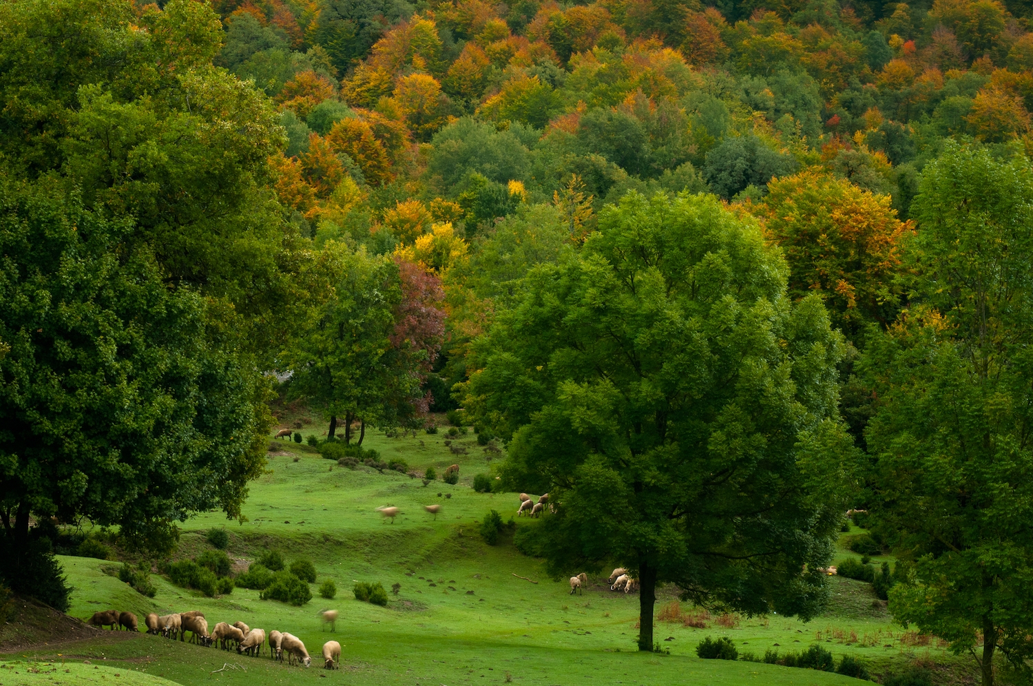 Al voltant de Sant Julià de Cabrera els boscos s’alternen amb les pastures