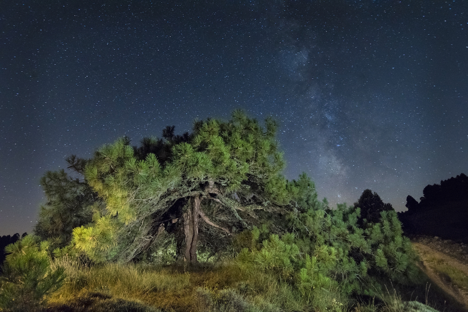 Una ruta que surt del poble de Coratxà, al terme de la Pobla de Benifassà, fins a la mola de Mitjavila passa a la vora del pi de Petxí; val la pena aturar-s’hi Una ruta que surt del poble de Coratxà, al terme de la Pobla de Benifassà, fins a la mola de Mitjavila passa a la vora del pi de Petxí; val la pena aturar-s’hi