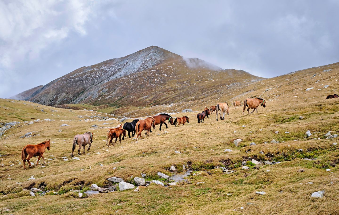 Eugues, cavalls i pollins a la muntanya de Rojà