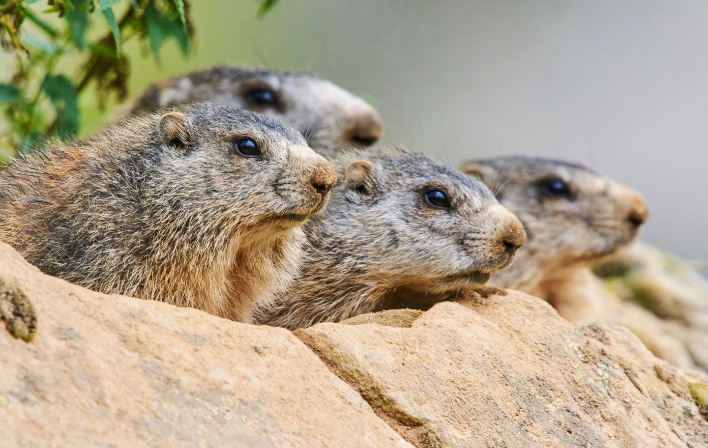 Les marmotes que veiem avui dia als Pirineus