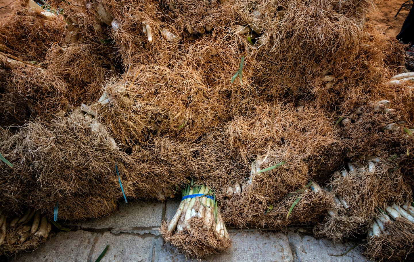 Els manats de calçots ja estan a punt a a la plaça de l’Oli de Valls