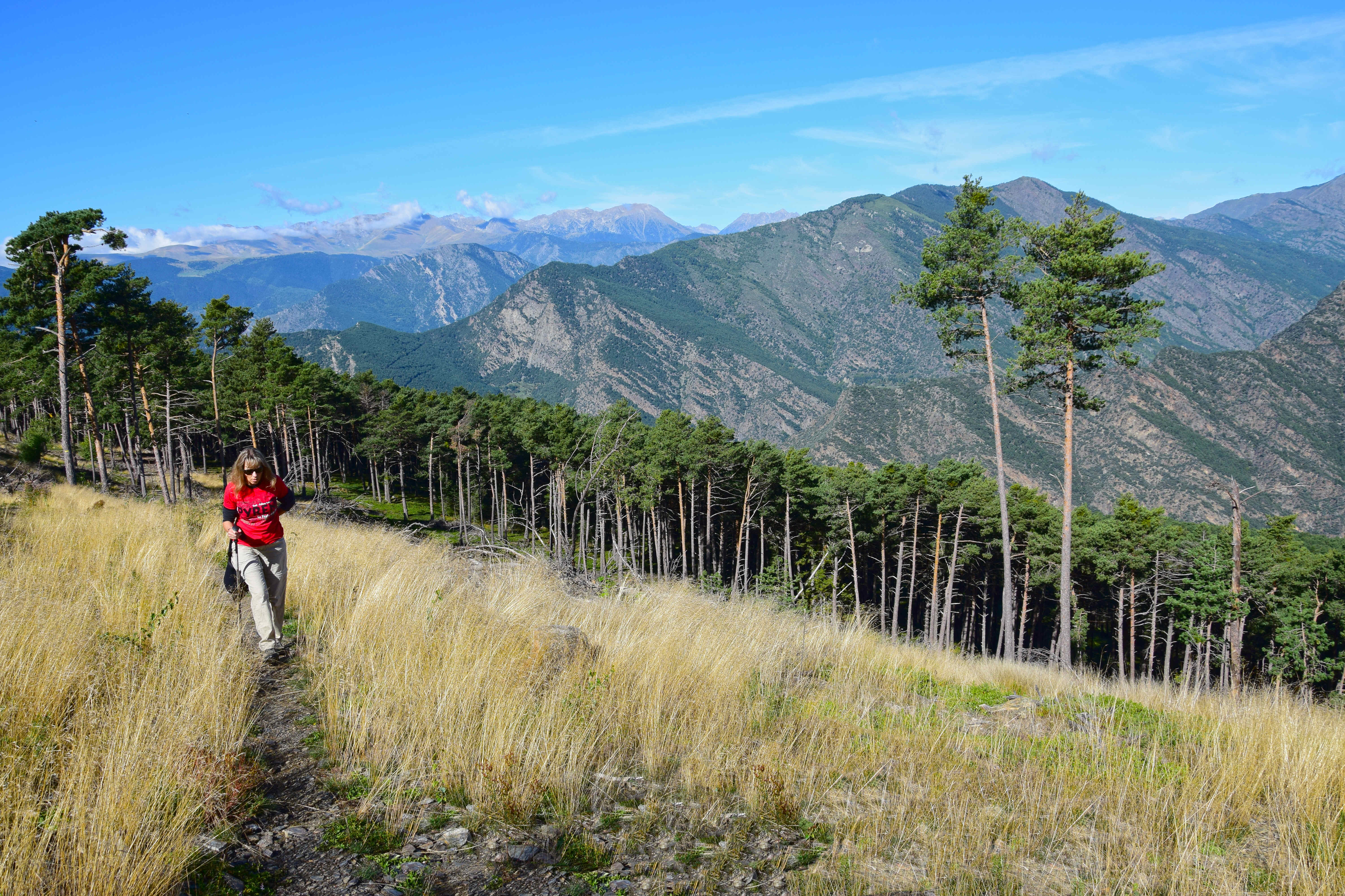 El bosc de Virós, un tresor natural del Pallars.