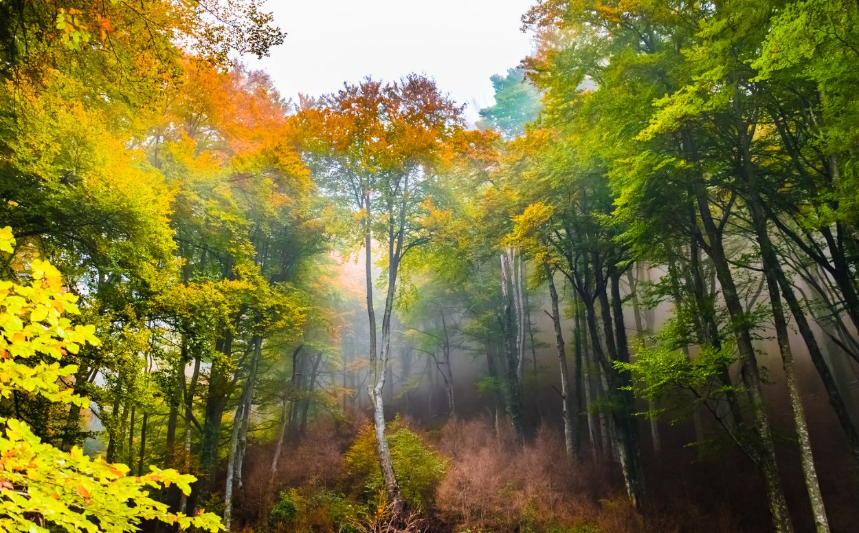 El bosc de la Grevolosa amb faigs que superen els 30 metres d’alçària El bosc de la Grevolosa amb faigs que superen els 30 metres d’alçària
