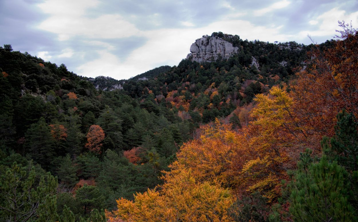 Els colors de la fageda del Retaule són un espectacle a la tardor Els colors de la fageda del Retaule són un espectacle a la tardor