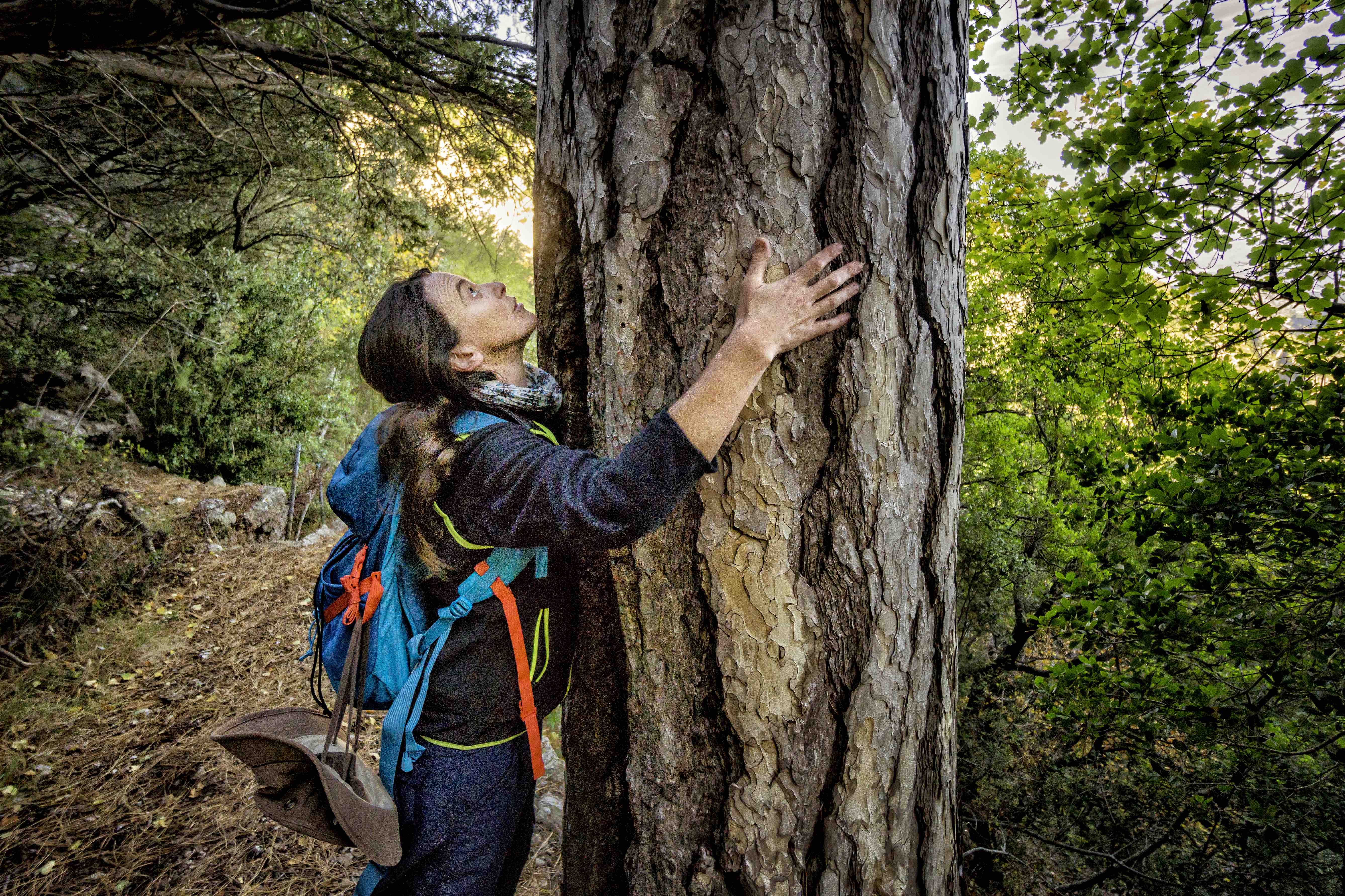 La de Cosp, a la serra de Cardó, és una de les teixedes més madures del Principat, amb arbres centenaris. En aquesta massa forestal també hi ha grans pins, com el de la imatge.