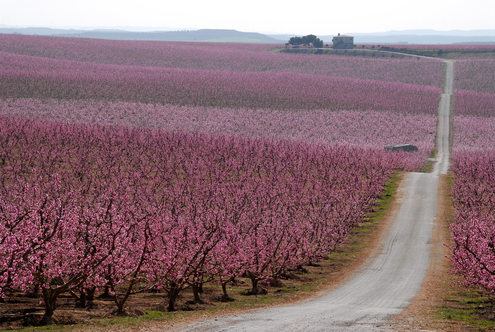 La floració dels fruiters a Aitona. Terra d'aigua i de secà, de flor i fruita i oliveres, de verdor i polseguera, de vista àmplia i de racons amagats, terra de forts contrastos que no deixa indiferent La floració dels fruiters a Aitona. Terra d'aigua i de secà, de flor i fruita i oliveres, de verdor i polseguera, de vista àmplia i de racons amagats, terra de forts contrastos que no deixa indiferent