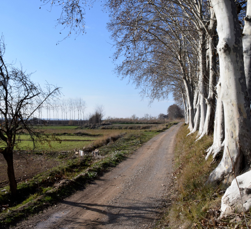 Els plataners ens acompanyen de camí a la fortalesa dels Vilars.