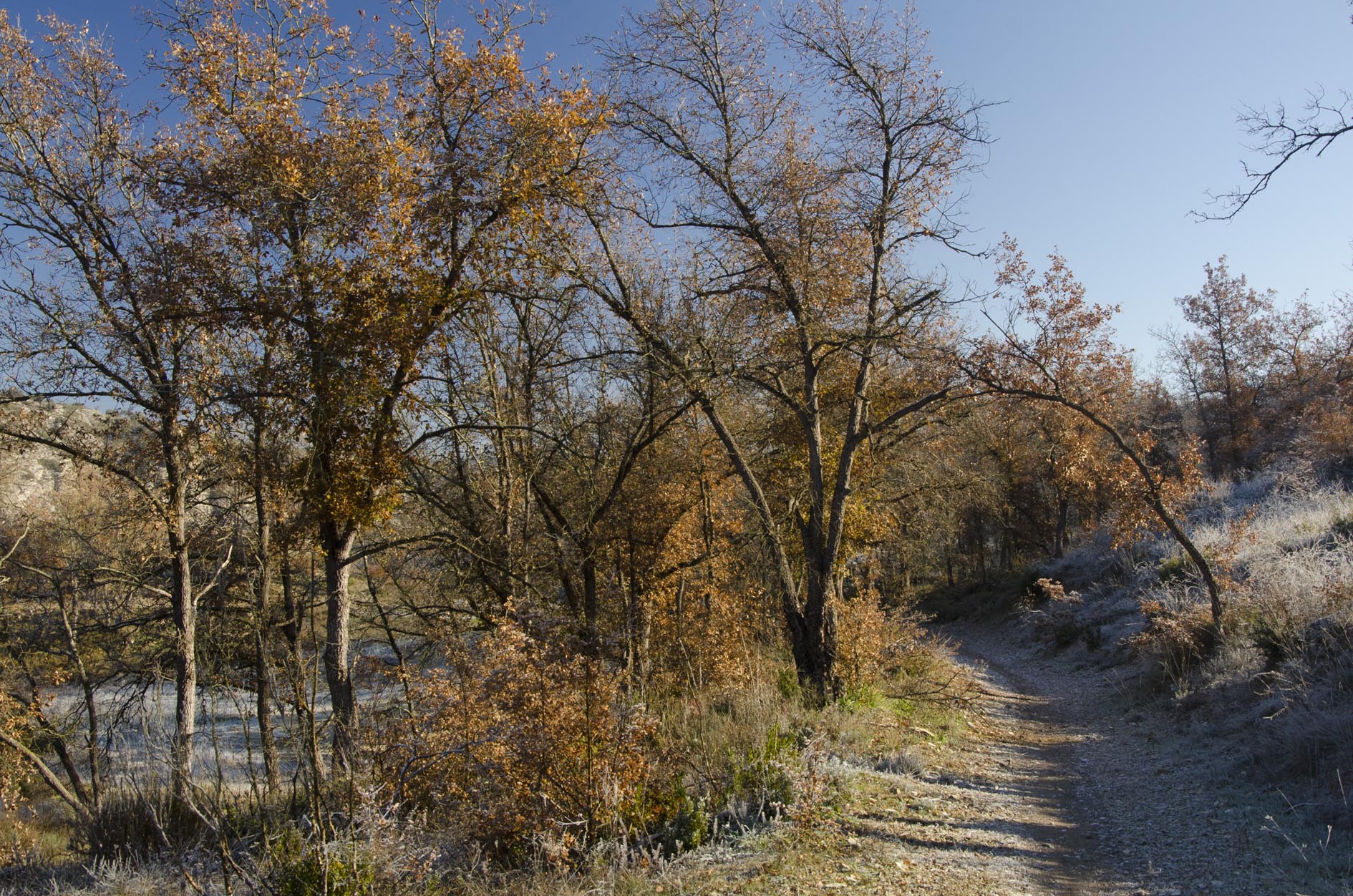 A ls boscos de la vall del Llobregós abunden els porcs senglars