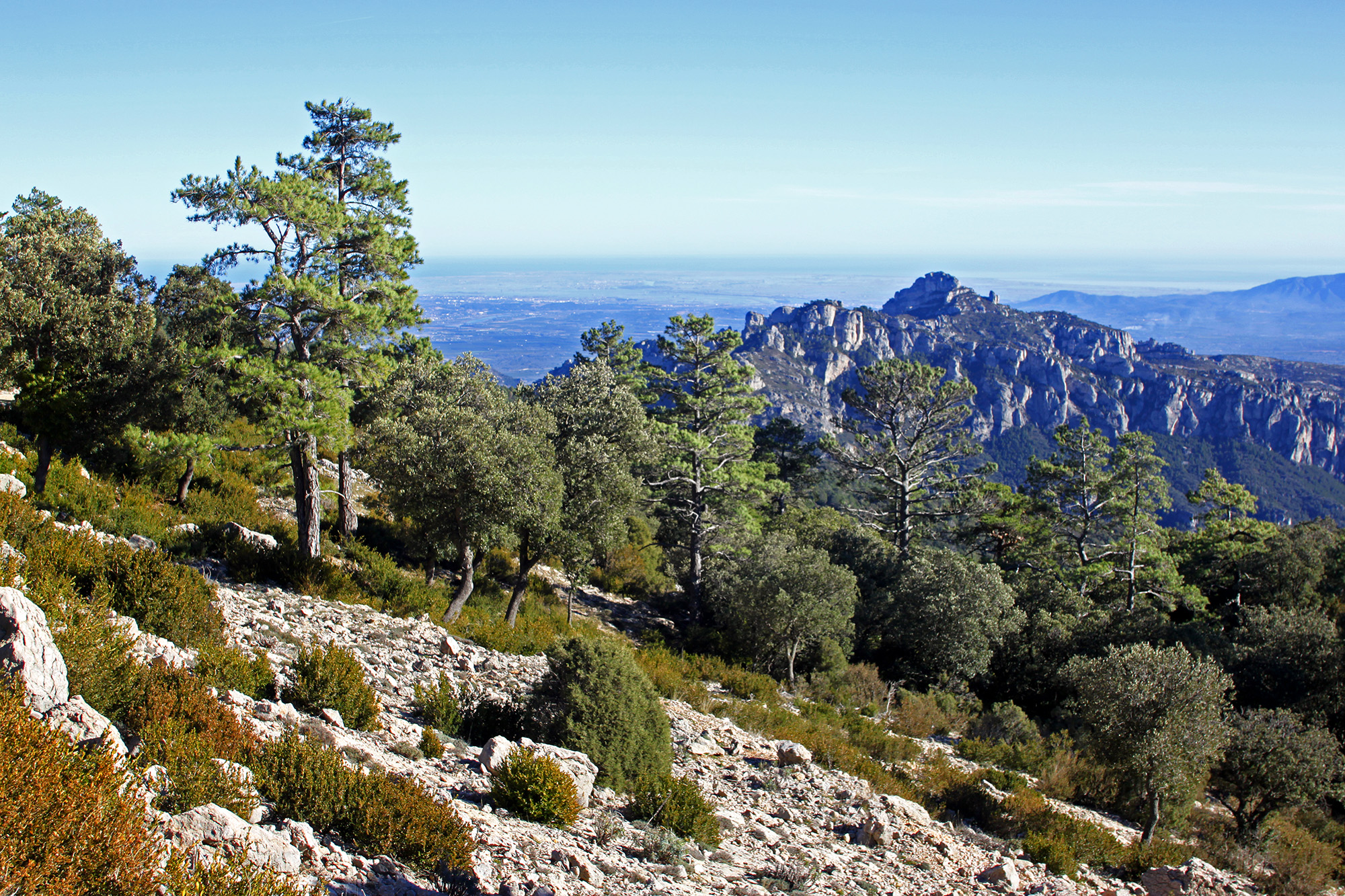 A bans d’arribar a la fageda, el paisatge és ple de pi roig i carrasques