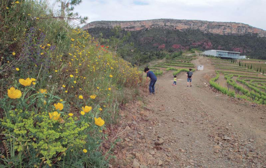 El camí passa a la vora del celler que la família Torres té al Lloar.