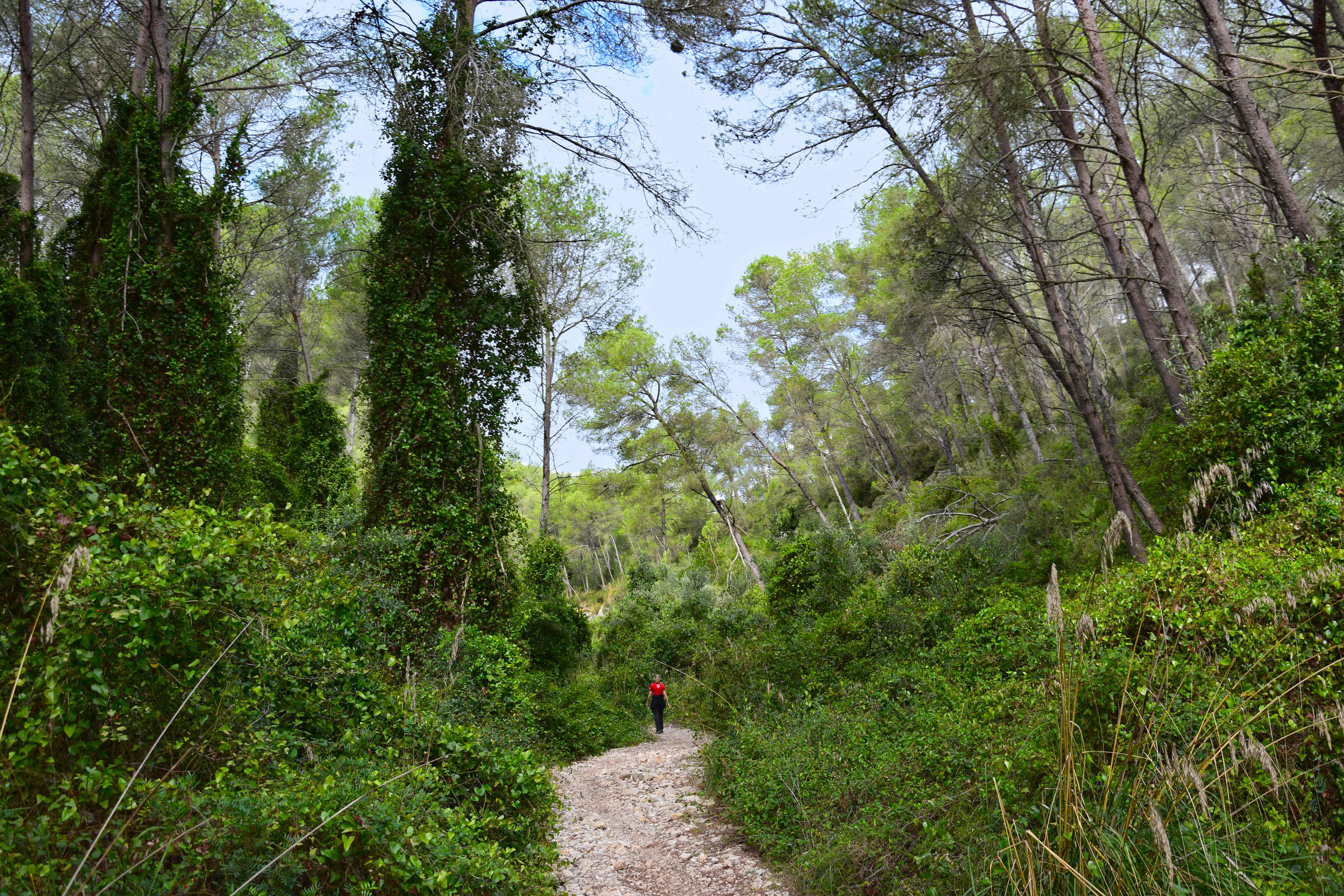 El fondo de les Oliveres, un racó refrescant del Garraf