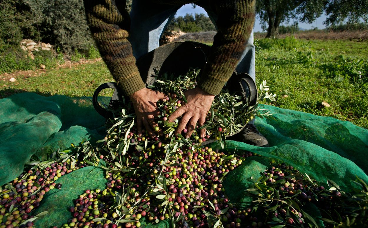 Arriba l'oli nou de la DOP Siurana