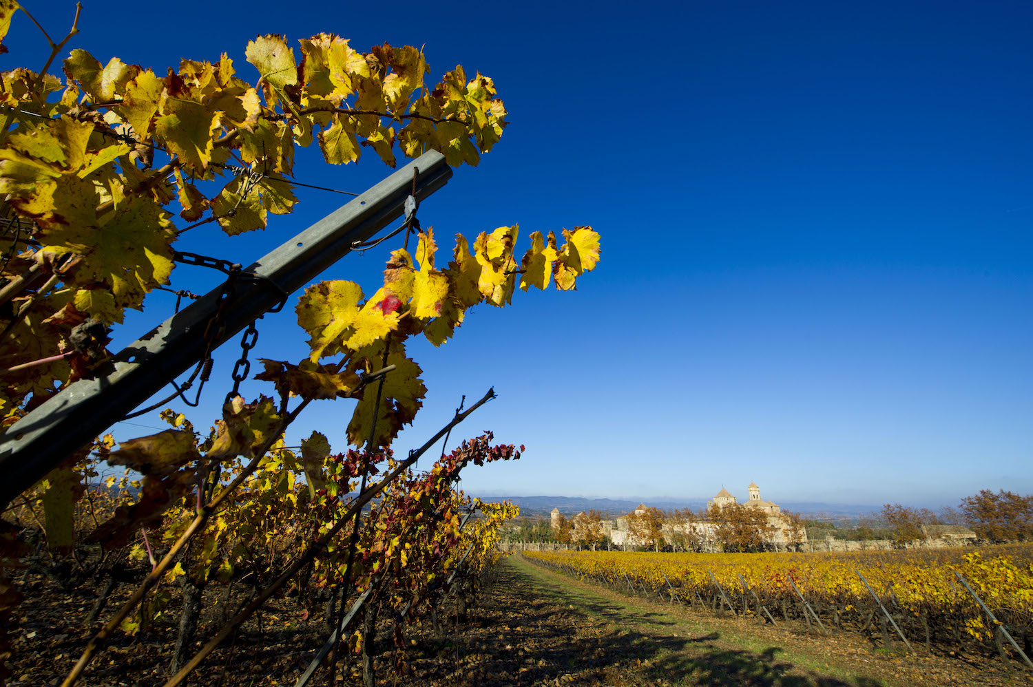 Unes vinyes de la finca que Torres té a la Conca, amb el monestir de Santa Maria de Poblet al fons