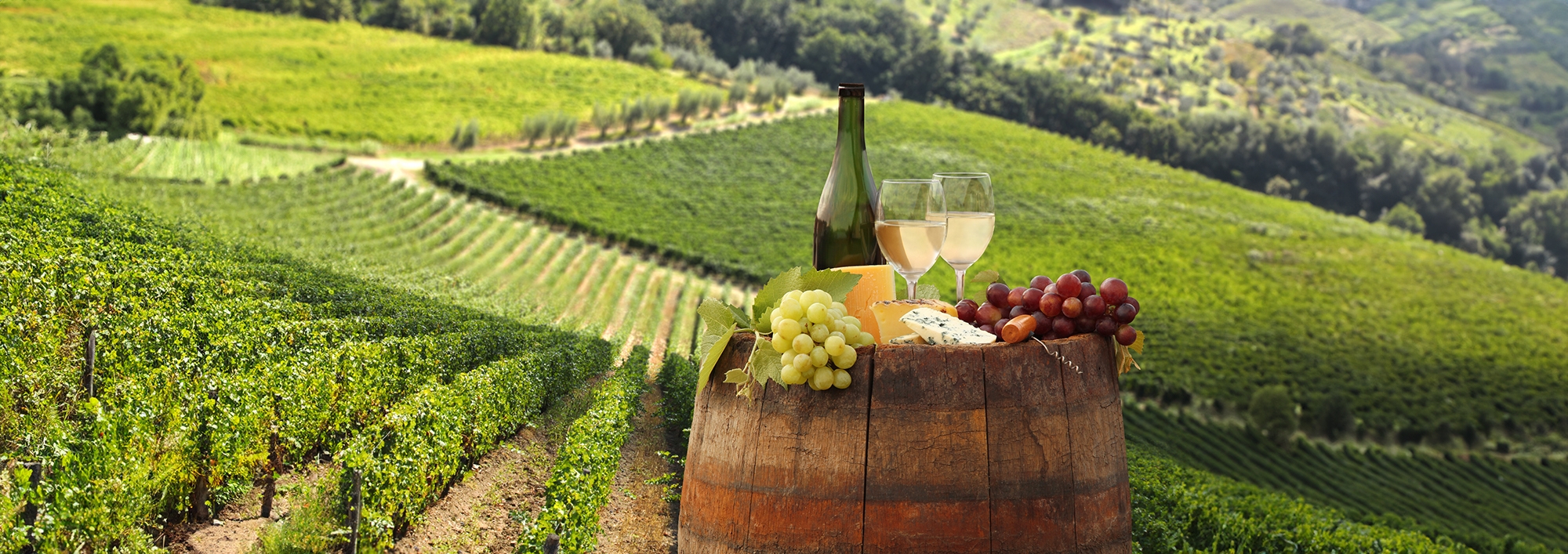 Tast de vins i formatges entre vinyes