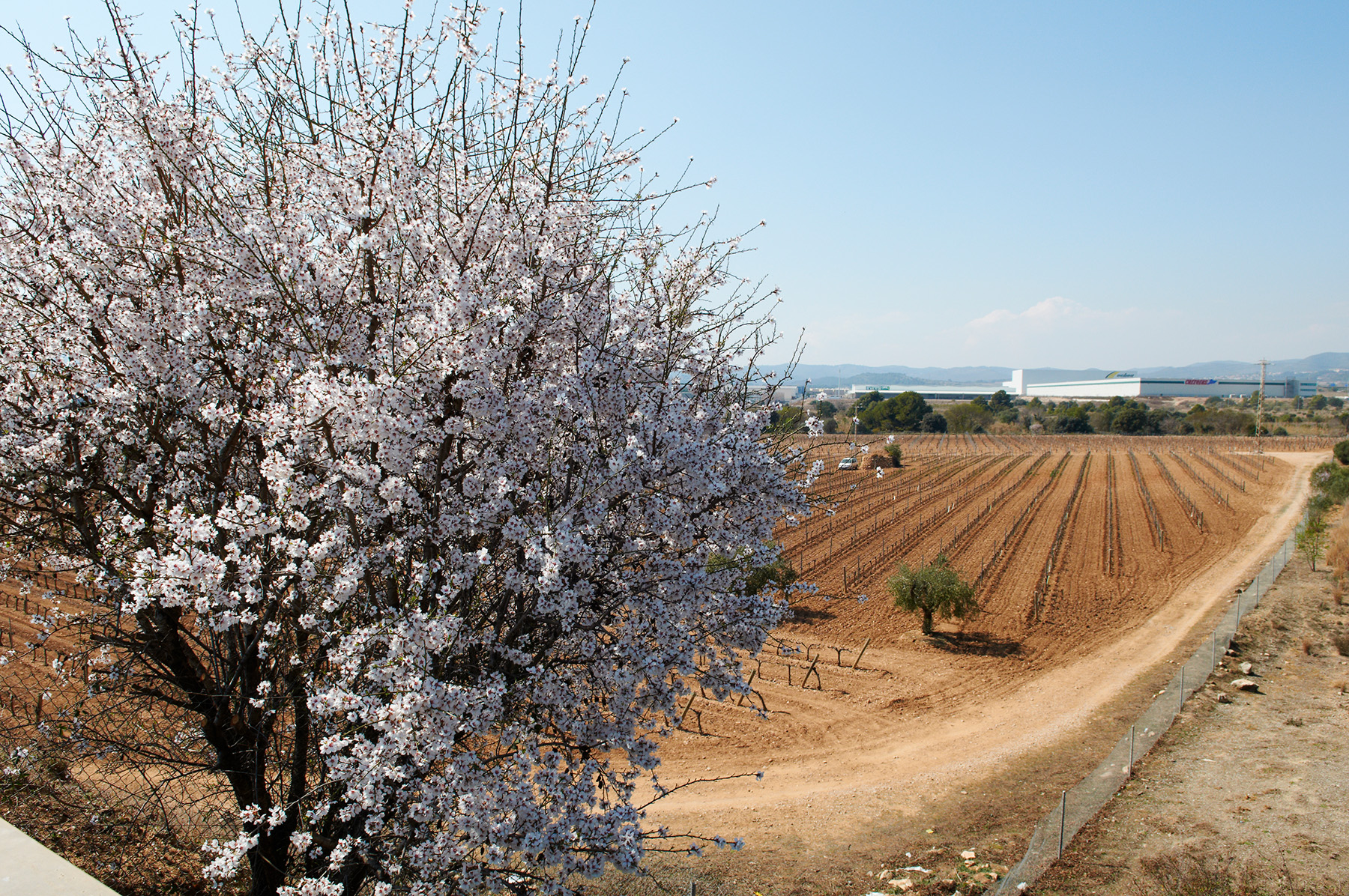 Durant l’itinerari, els camps de conreus ens recorden que aquesta activitat predominava a la zona abans de l’era industrial Durant l’itinerari, els camps de conreus ens recorden que aquesta activitat predominava a la zona abans de l’era industrial