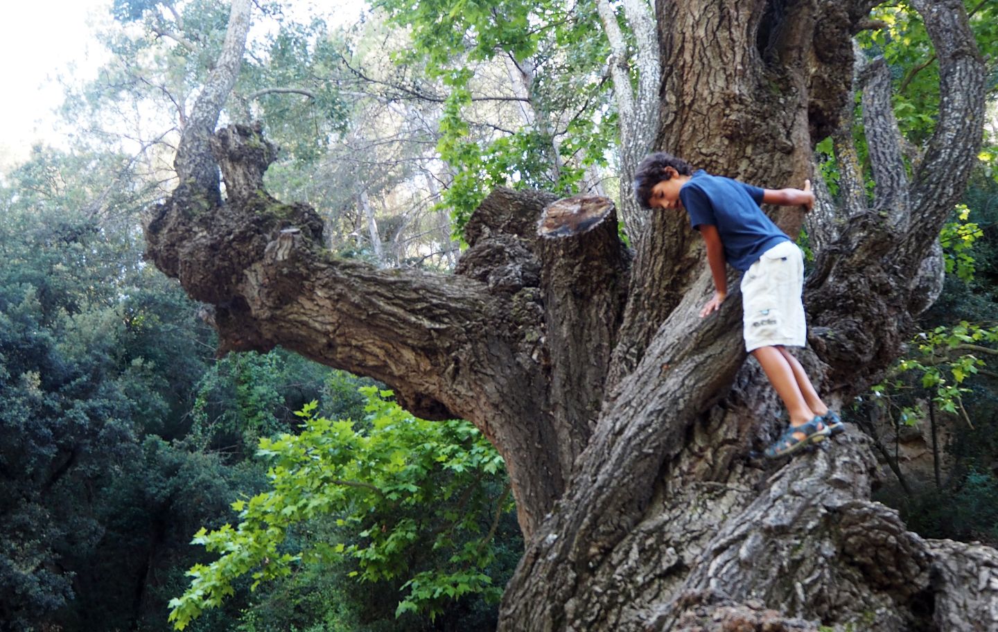 Al bosc del Paradís ens sorprendran arbres amb soques molt recargolades.