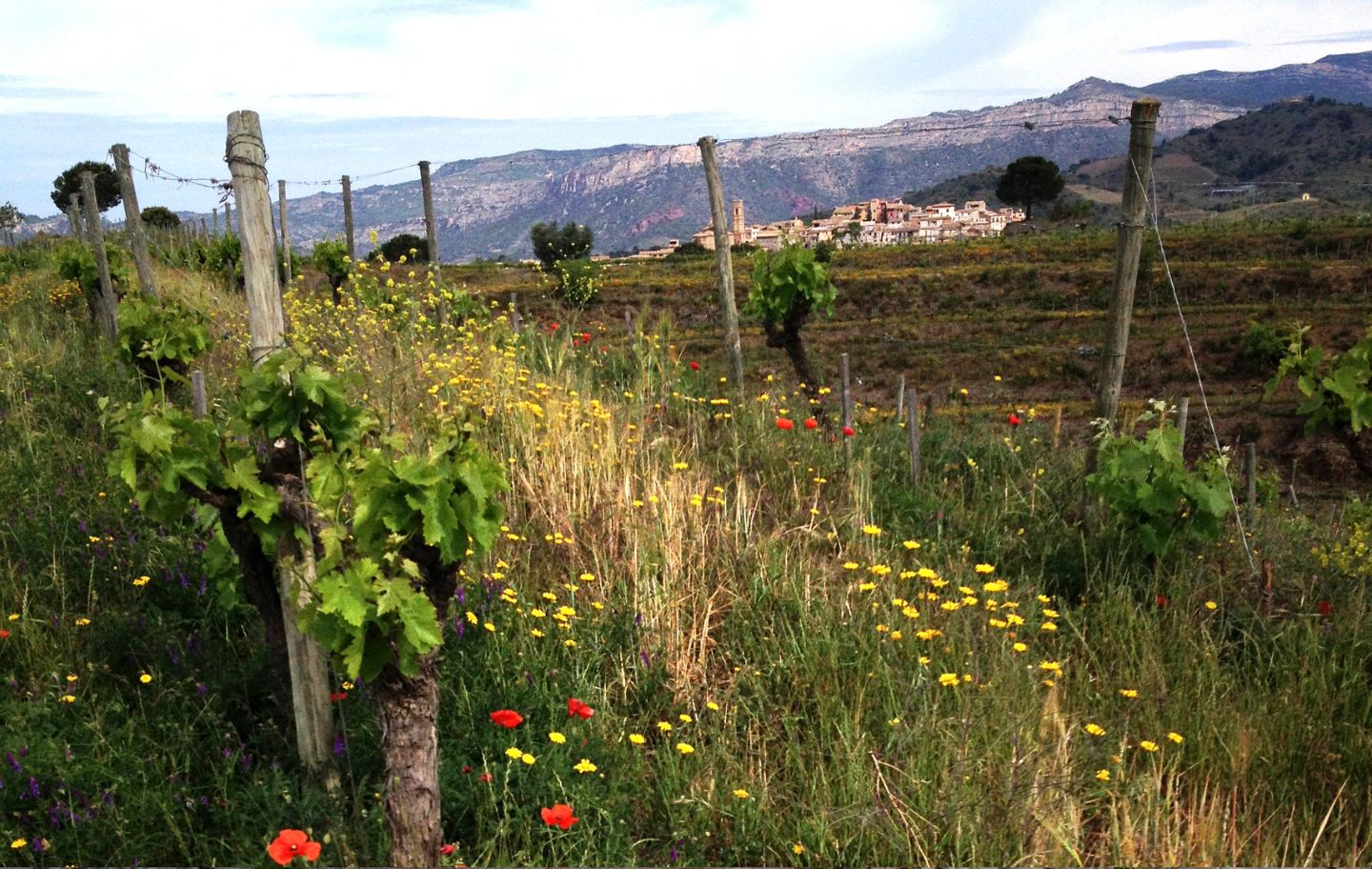 El poble de Gratallops s’albira durant bona part de l’itinerari pel camí tradicional de Falset.