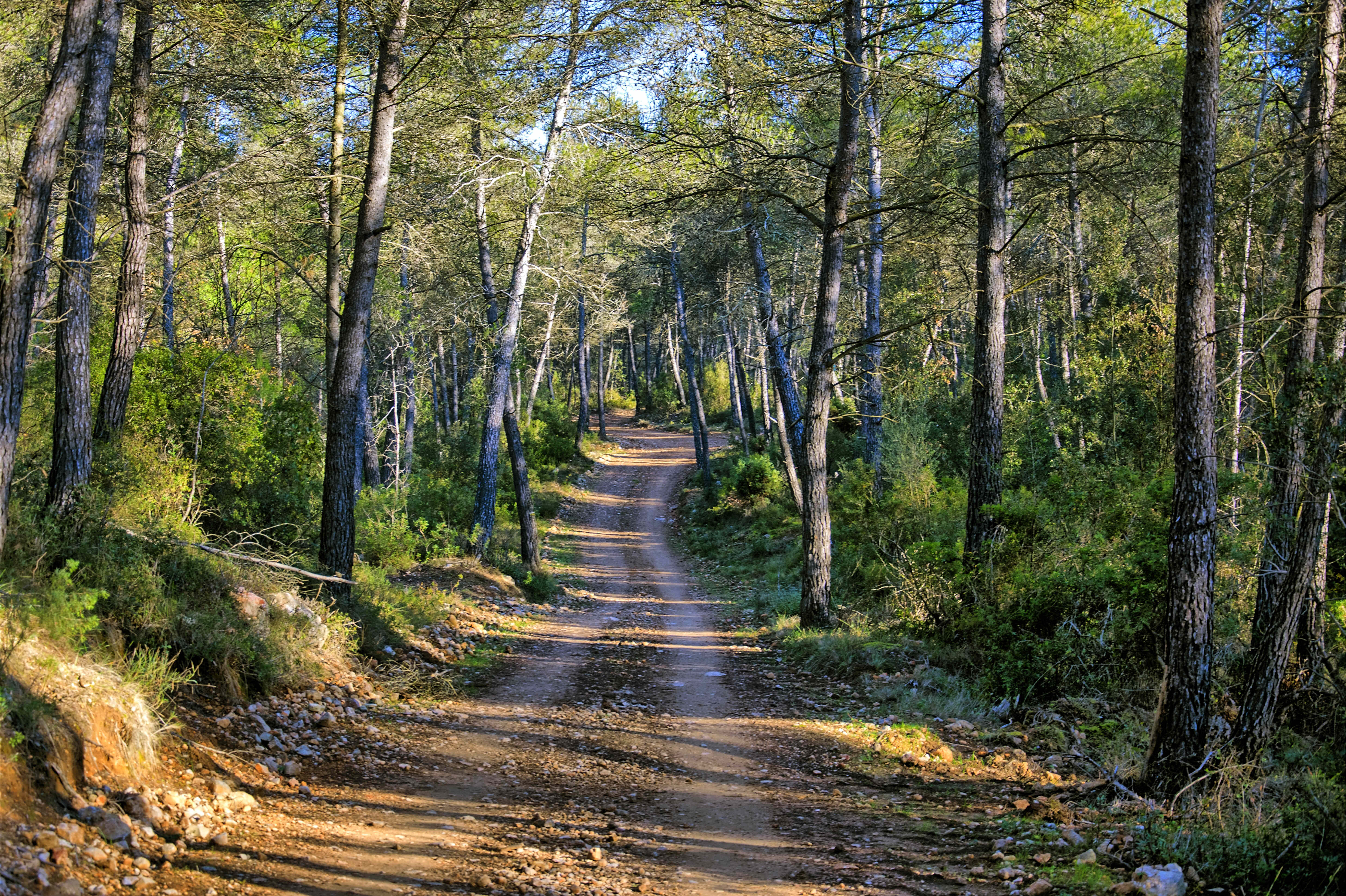 Caminem dalt de les serres d’Ordal, el balcó del Penedès.