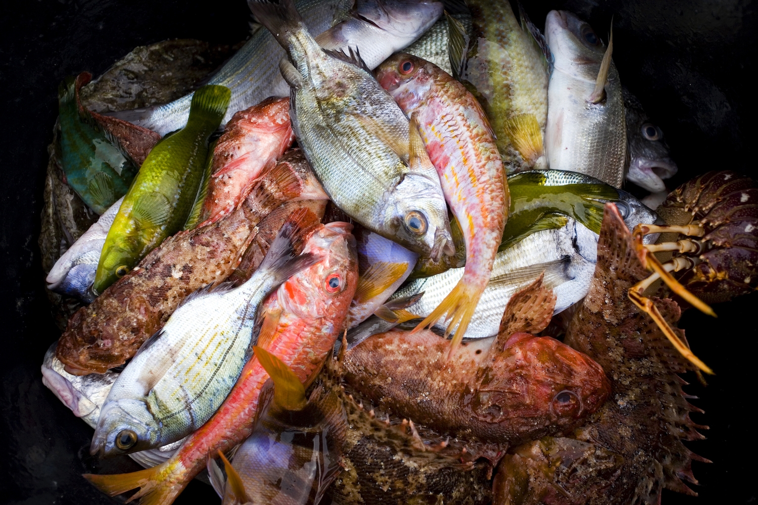 Els peixos pescats artesanalment a Palamós tenen un paper central en la gastronomia empordanesa