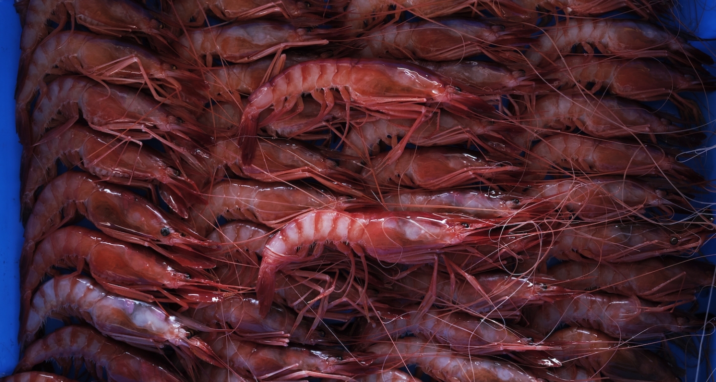 Una caixa de gamba vermella recent arribada al port de Vilanova i la Geltrú
