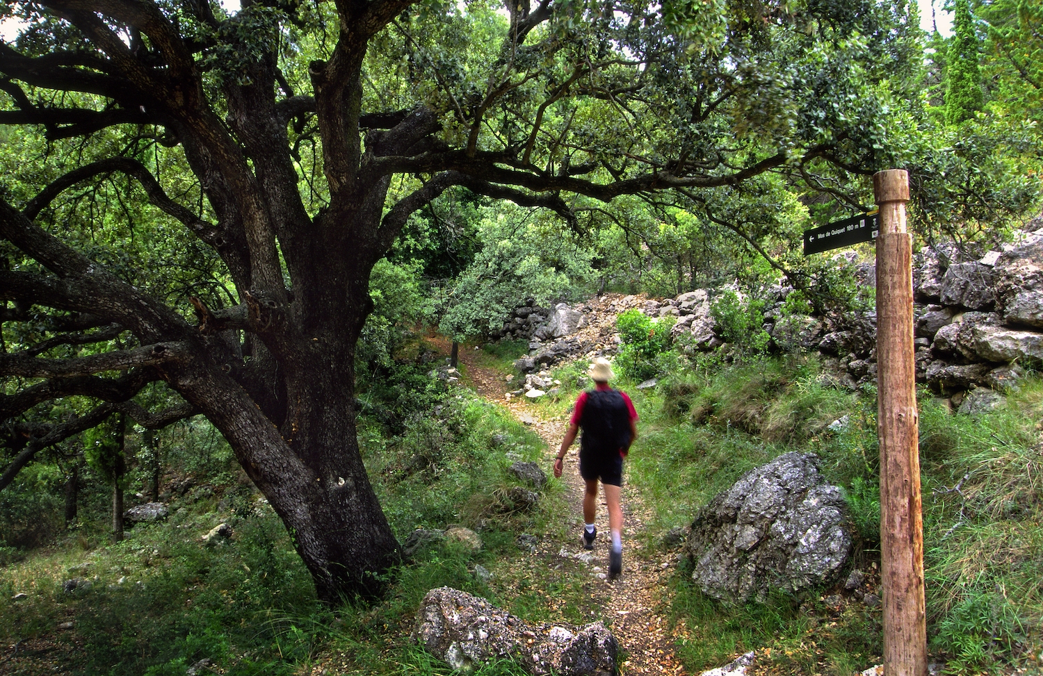 Les pistes que creuen la fageda del Retaule ens guien per un oasi de frescor. Aquests vells faigs són els més meridionals d’Europa