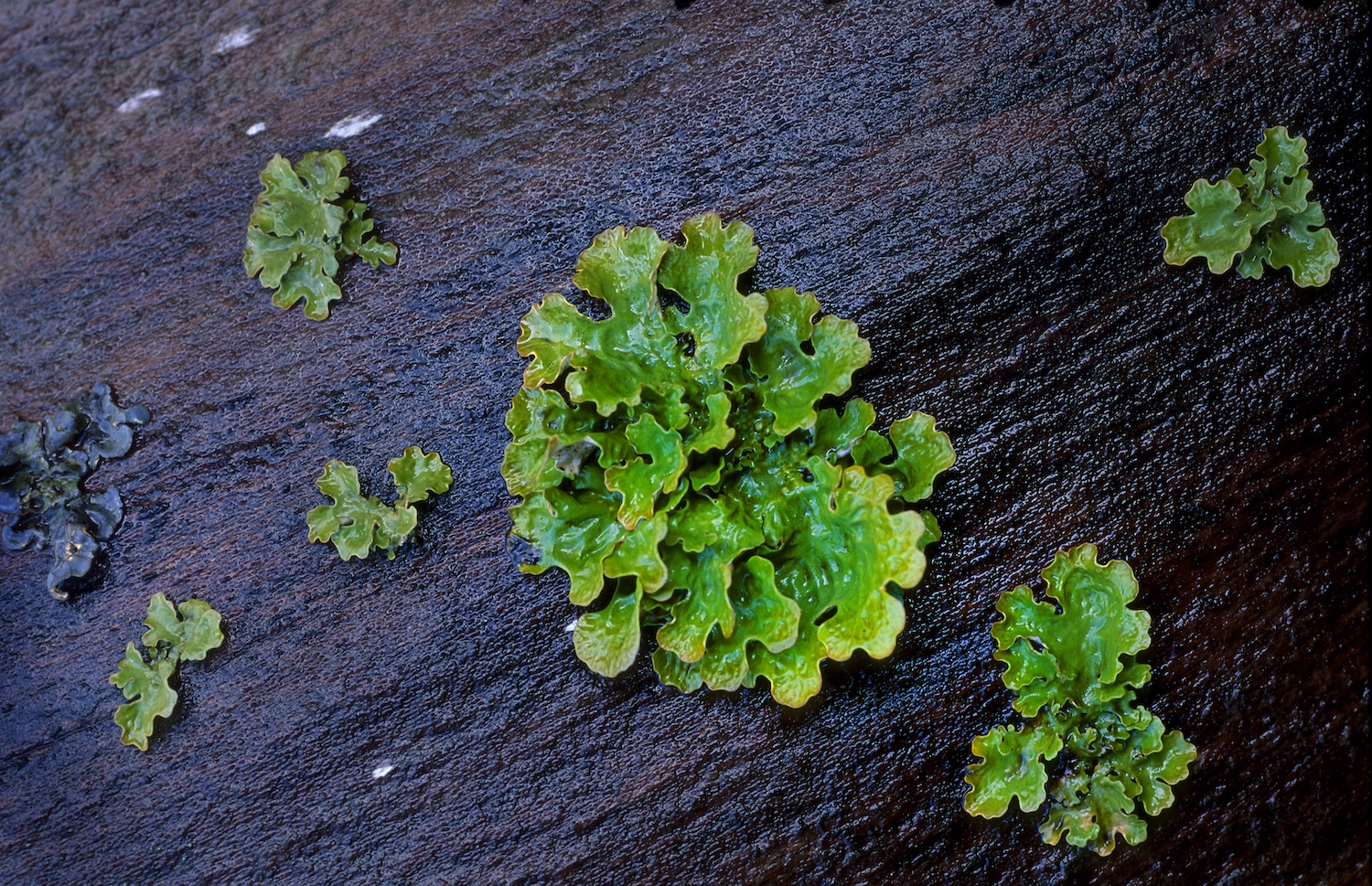 El líquen 'Lobaria pulmonaria' actua com a indicador de manca de pol·lució atmosfèrica El líquen 'Lobaria pulmonaria' actua com a indicador de manca de pol·lució atmosfèrica