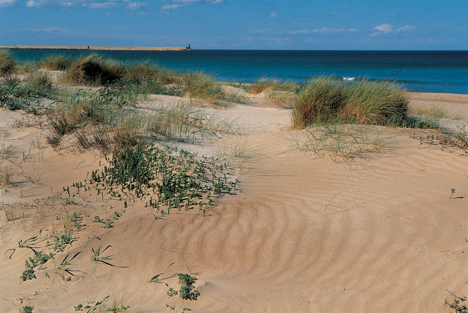 Daimús, poble d’origen àrab que fins al 1535 va pertànyer a Gandia, té una platja d’1 km de llarg