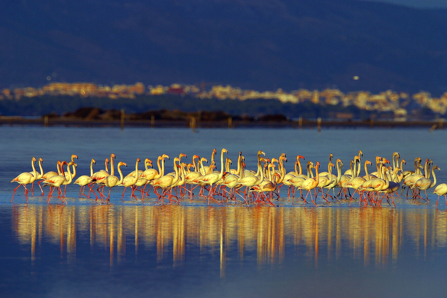 Els flamencs són una espècie resident al delta de l’Ebre, on nidifica