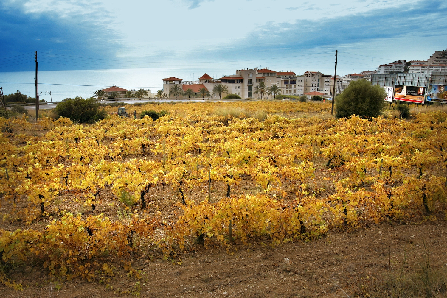 Les vinyes de la fi nca de l’Hospital Sant Joan Baptista són atípicament urbanes. El gra del raïm de malvasia és gros, tendre, ovoide, molt dolç i aromàtic.