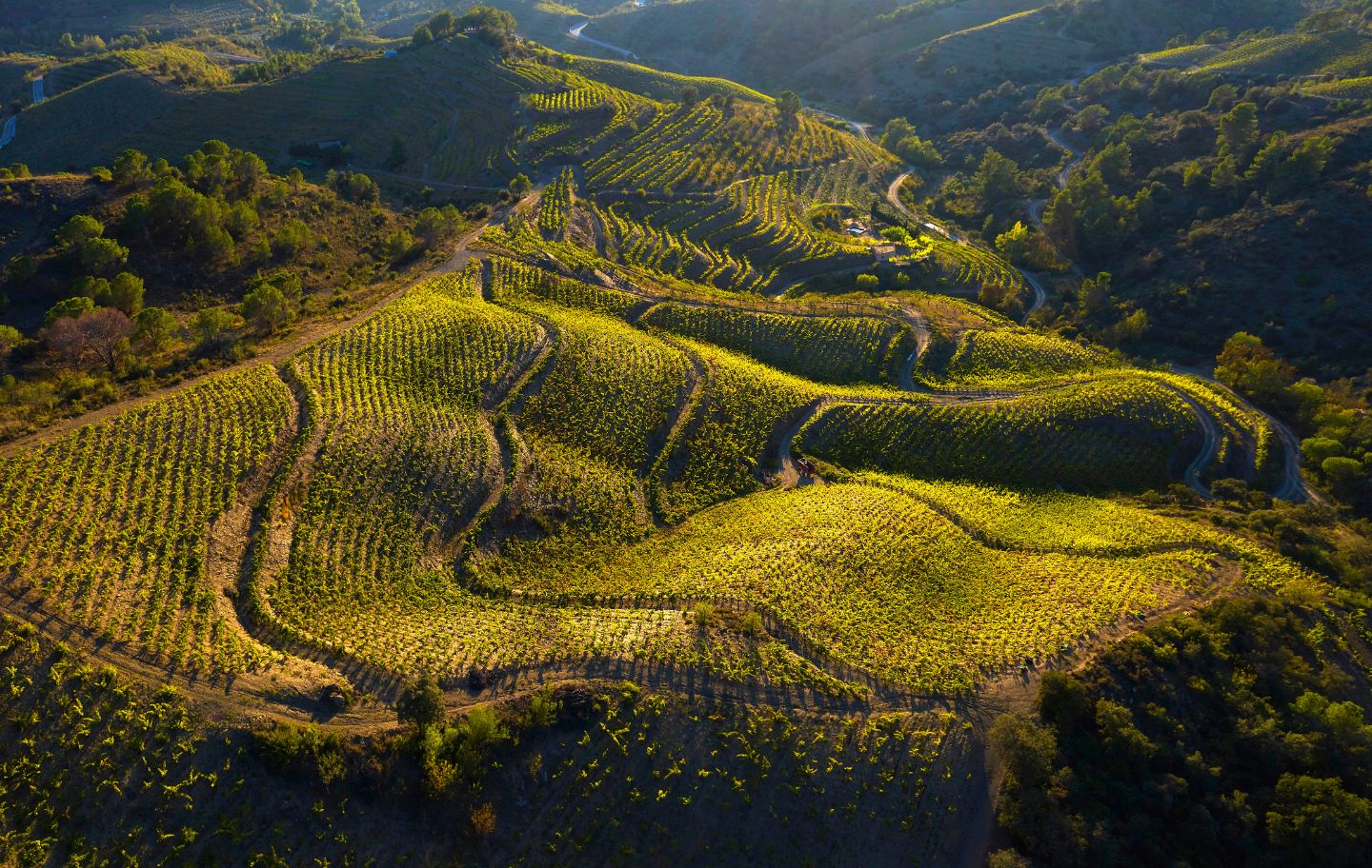 Camps del Priorat a vista d'ocell