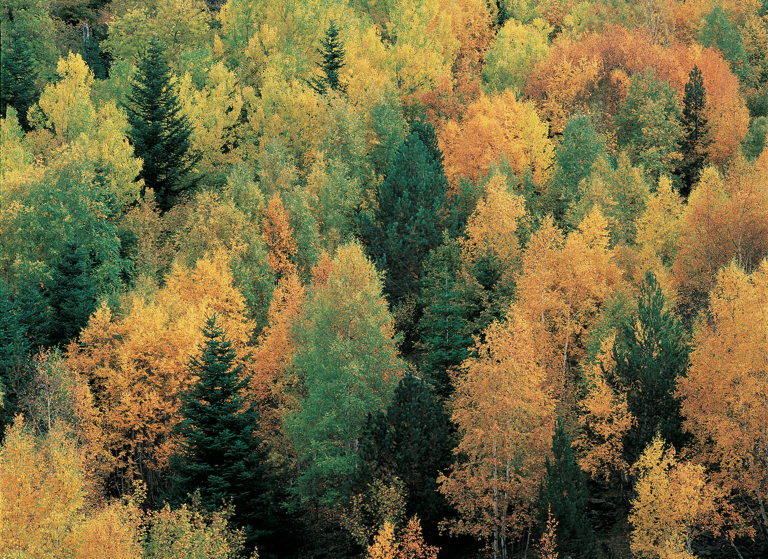 La diversitat d'arbres del bosc de Virós es fa palesa durant les primeres setmanes de tardor