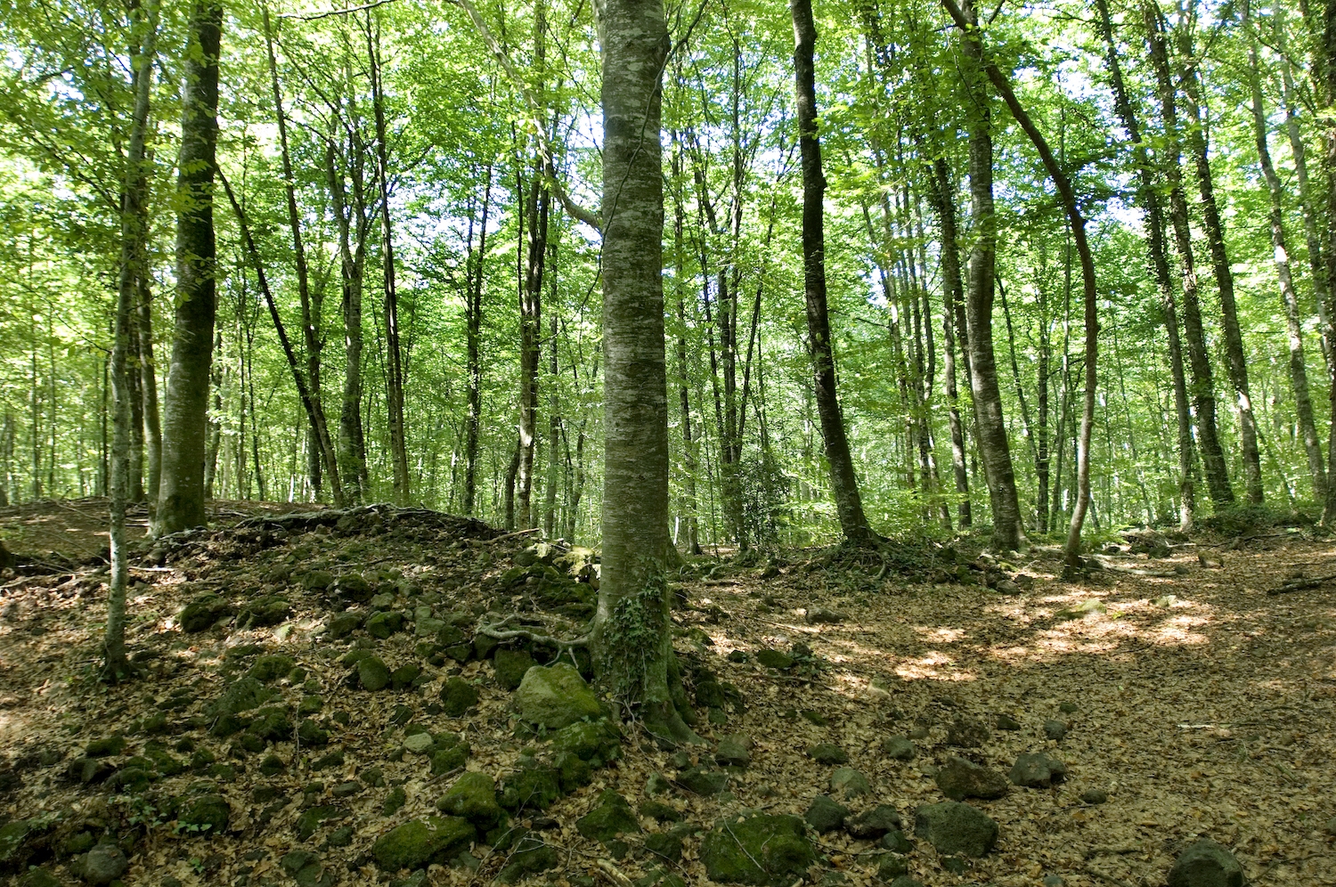 Els arbres de la fageda d’en Jordà tenen uns 80 anys d’antiguitat Els arbres de la fageda d’en Jordà tenen uns 80 anys d’antiguitat