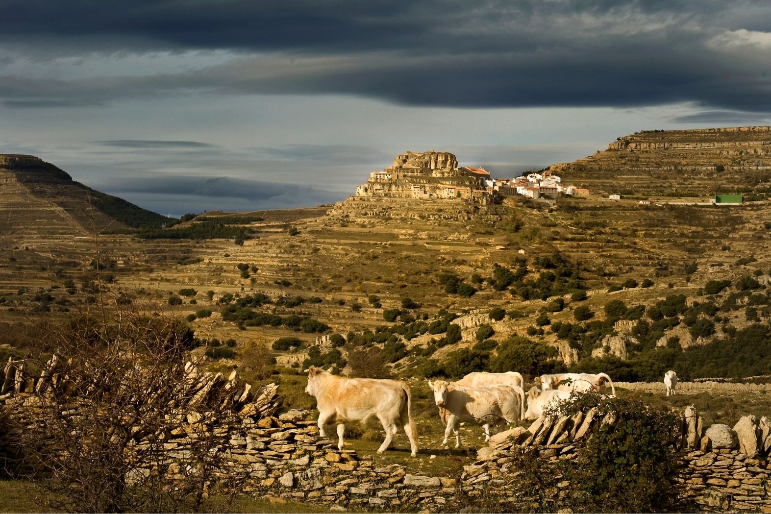 L’Alt Maestrat és una comarca de tradició ramadera, però cada cop és més difícil veure-hi pasturar el bestiar