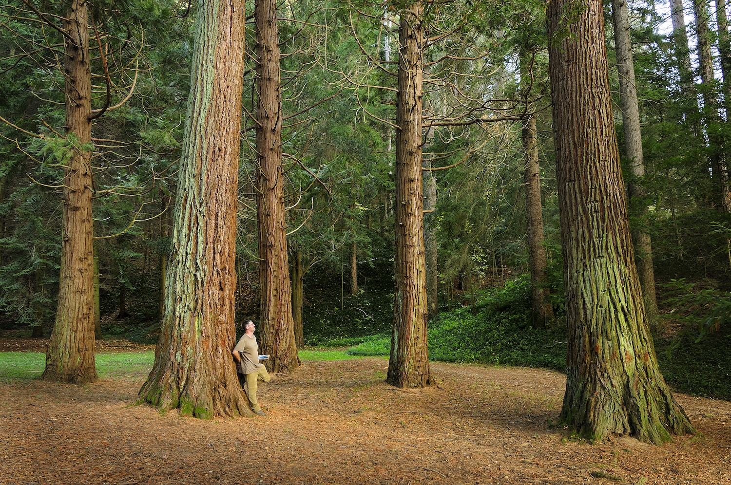 Les sequoies centenàries que creixen a la finca de Masjoan ens fan imaginar el massís californià de Sierra Nevada Les sequoies centenàries que creixen a la finca de Masjoan ens fan imaginar el massís californià de Sierra Nevada