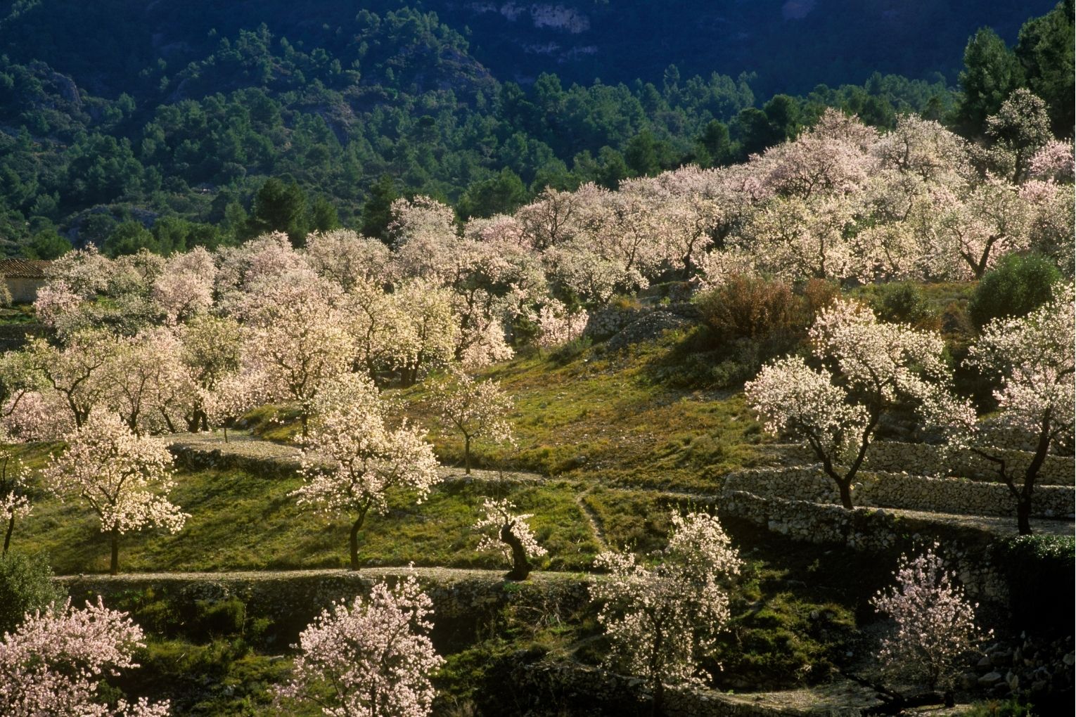 Els ametllers en flor amenitzen el camí cap a l’ermita de Sant Blai, a Tivissa