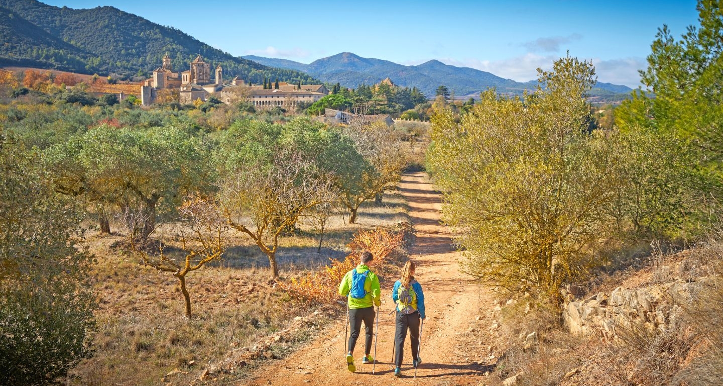 Unes oliveresescorten els senderistes que fanel GR 175 poc abans d’arribar a Santa Maria de Poblet Unes oliveresescorten els senderistes que fanel GR 175 poc abans d’arribar a Santa Maria de Poblet