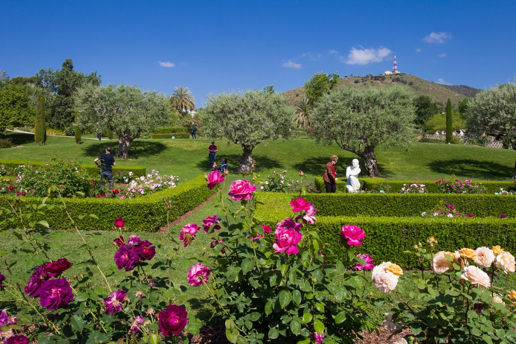 Rosers al Roserar del parc de Cervantes