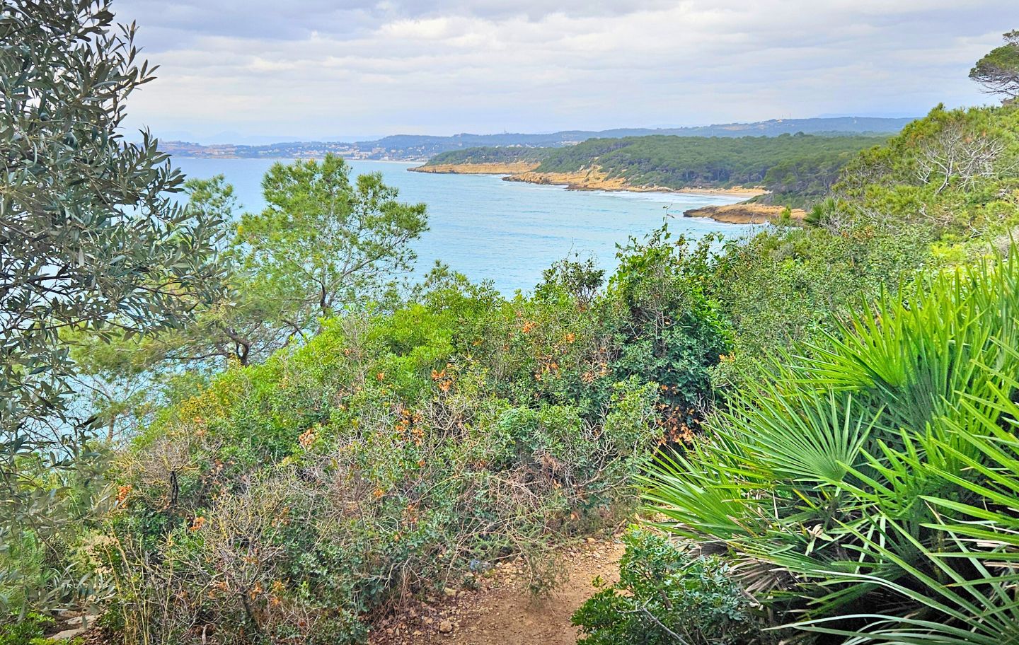 Panoràmica del bosc de la Marquesa, pulmó verd de Tarragona