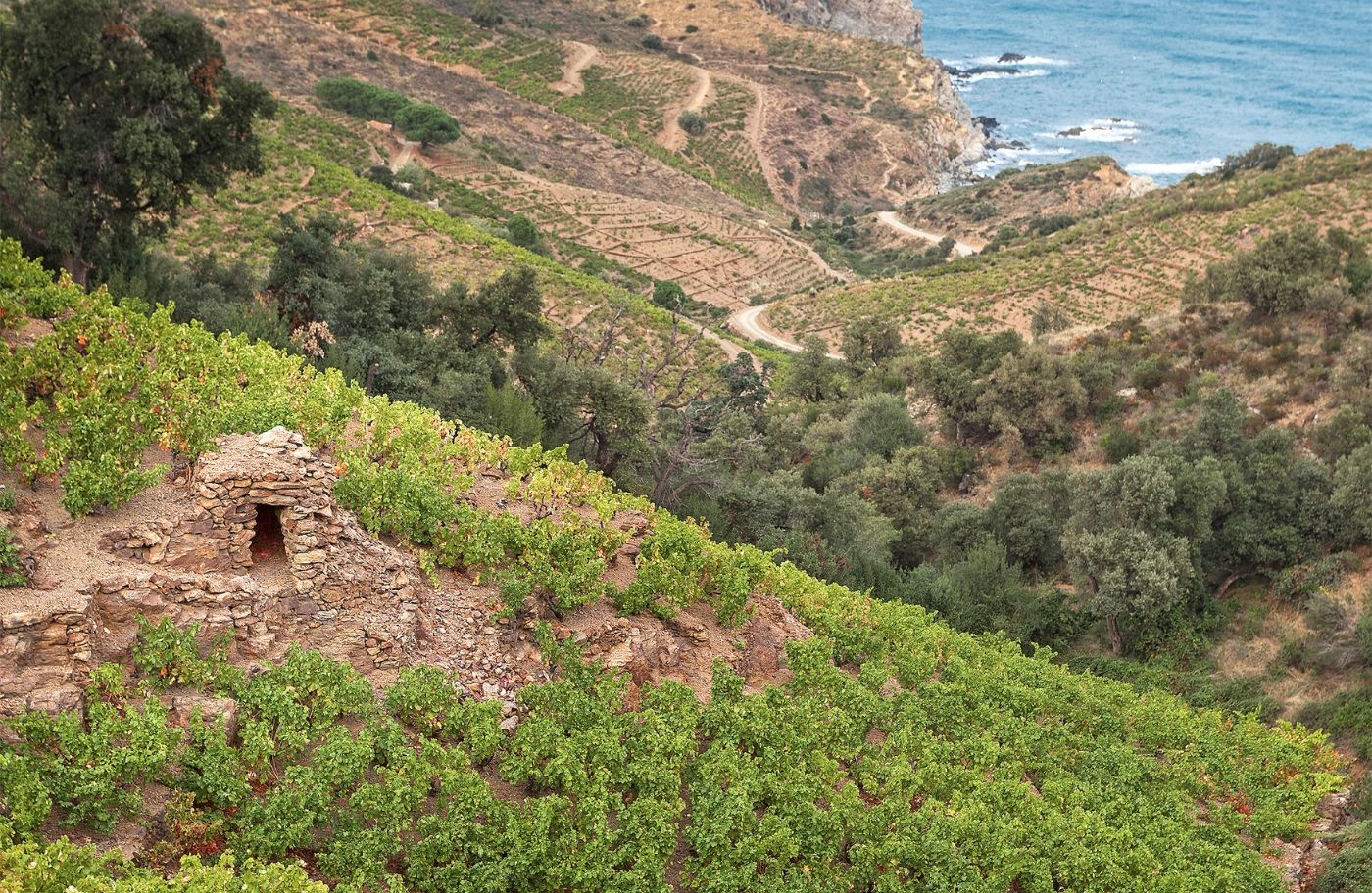 La vinya és el conreu principal de Banyuls de la Marenda, on s’elabora un vi dolç característic