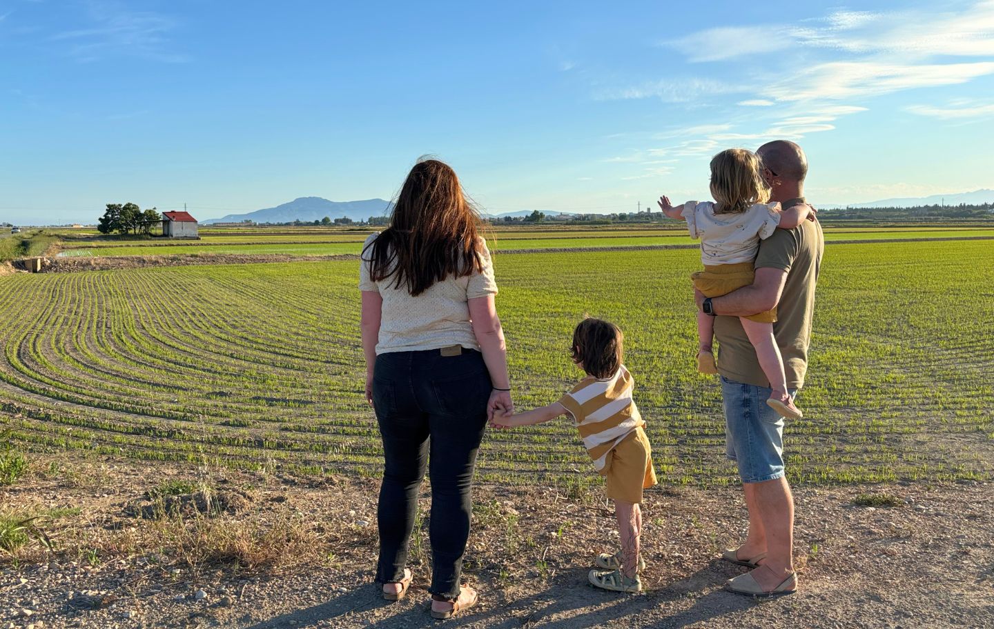 Els camps d'arròs del Delta són un espectacle a inici d'estiu