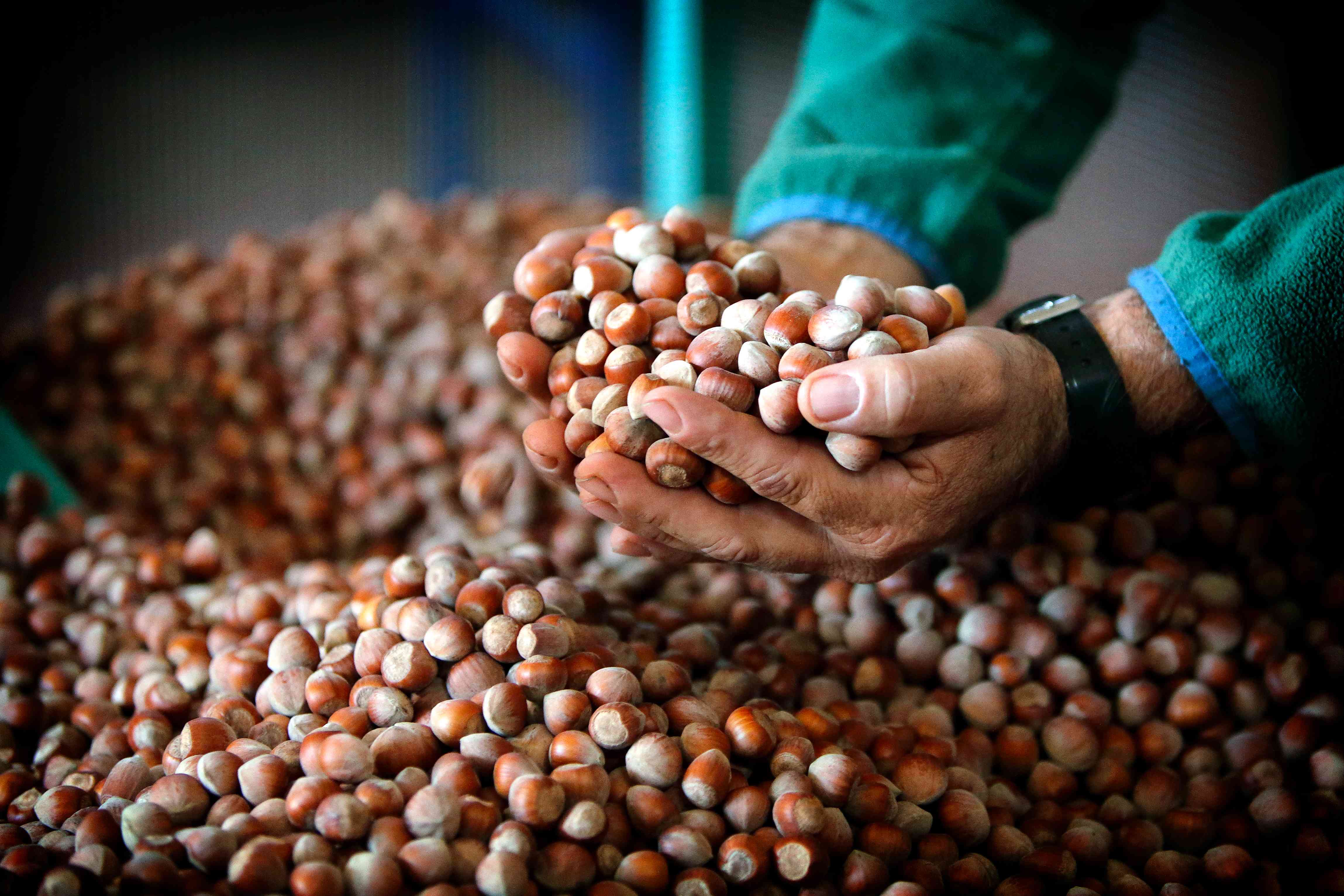 L’avellana és el producte estrella de la Fatarella, únic a les Terres de l’Ebre i d’una qualitat excel·lent