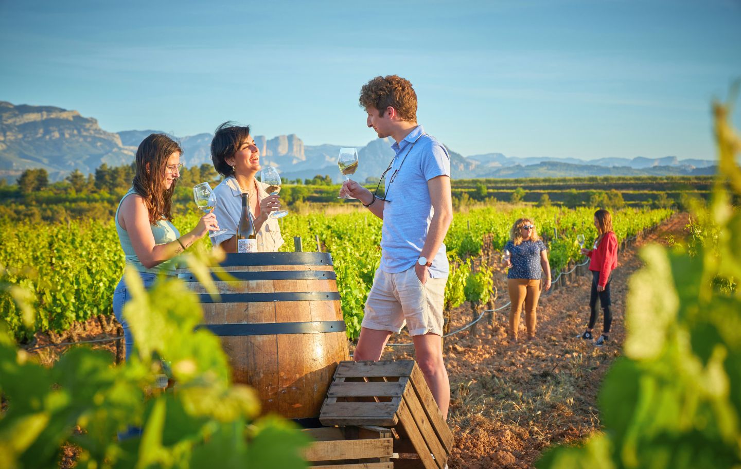 Unes vinyes a la Terra Alta, on la garnatxa blanca n’és la protagonista