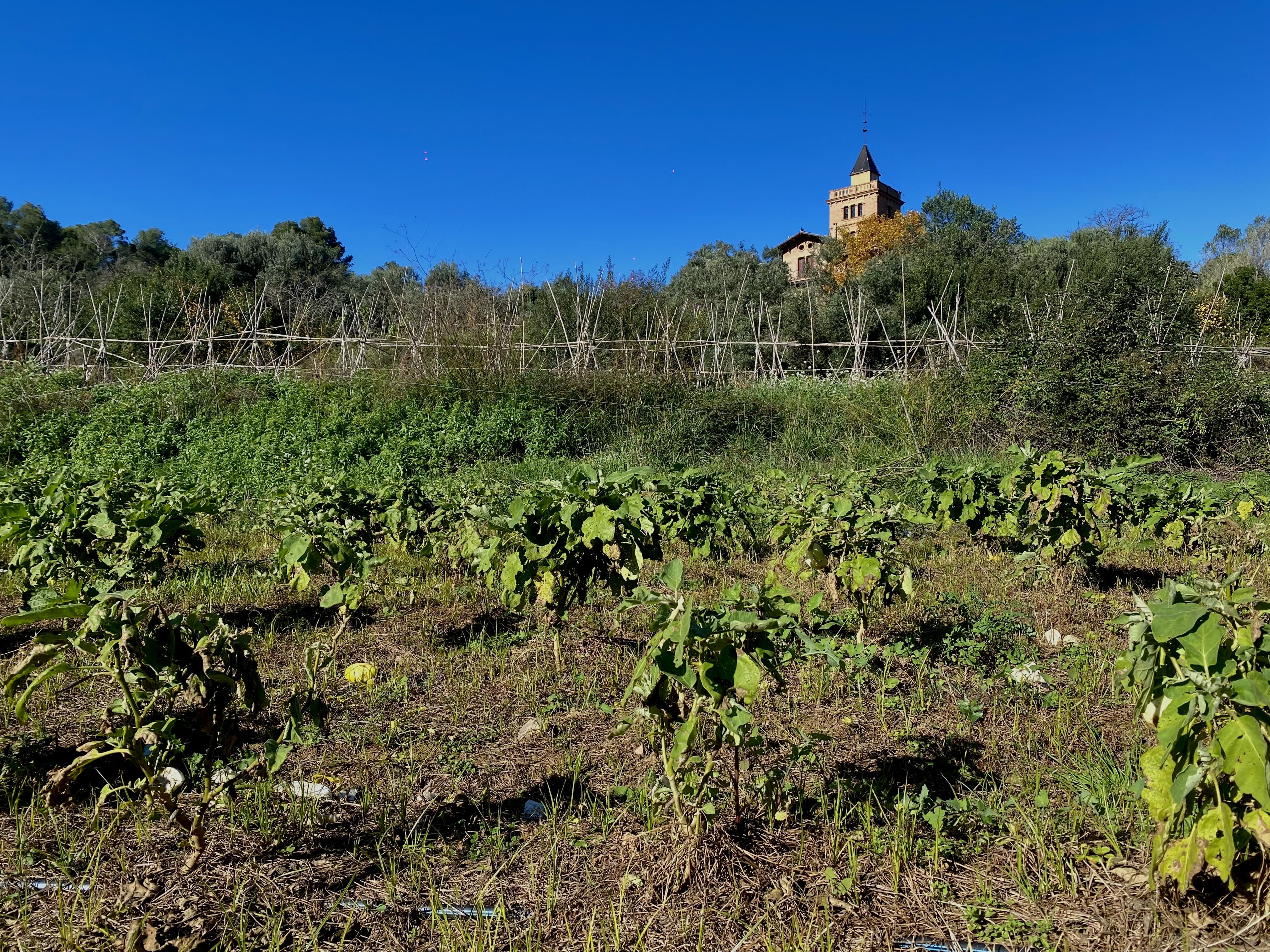 La finca on s’ubica l’horta de L’Ortiga és de titularitat pública