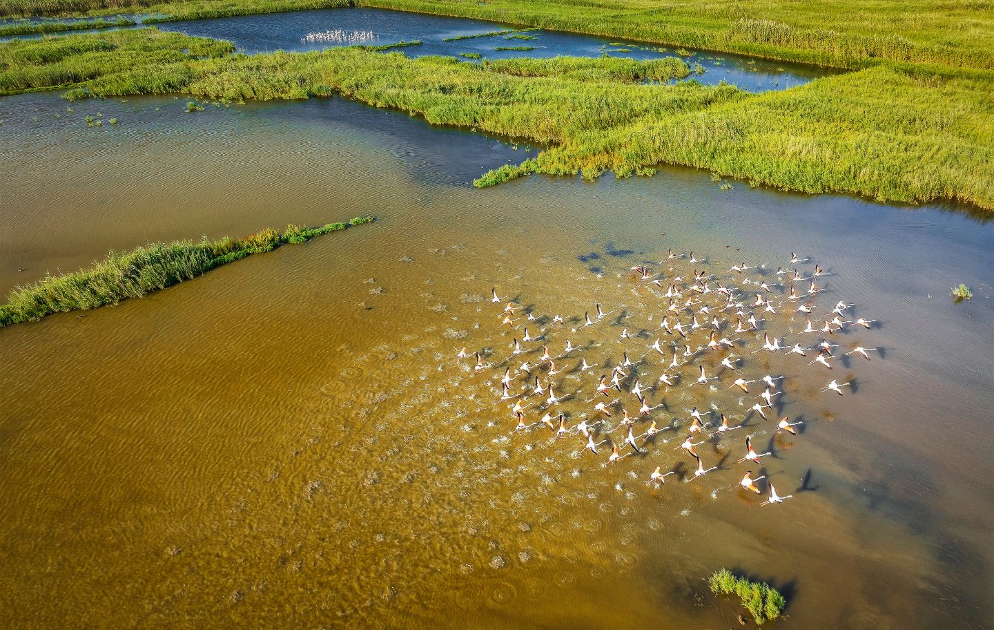 Un grup de flamencs arrenca el vol en un aiguamoll a prop de la bassa del Canal Vell Un grup de flamencs arrenca el vol en un aiguamoll a prop de la bassa del Canal Vell