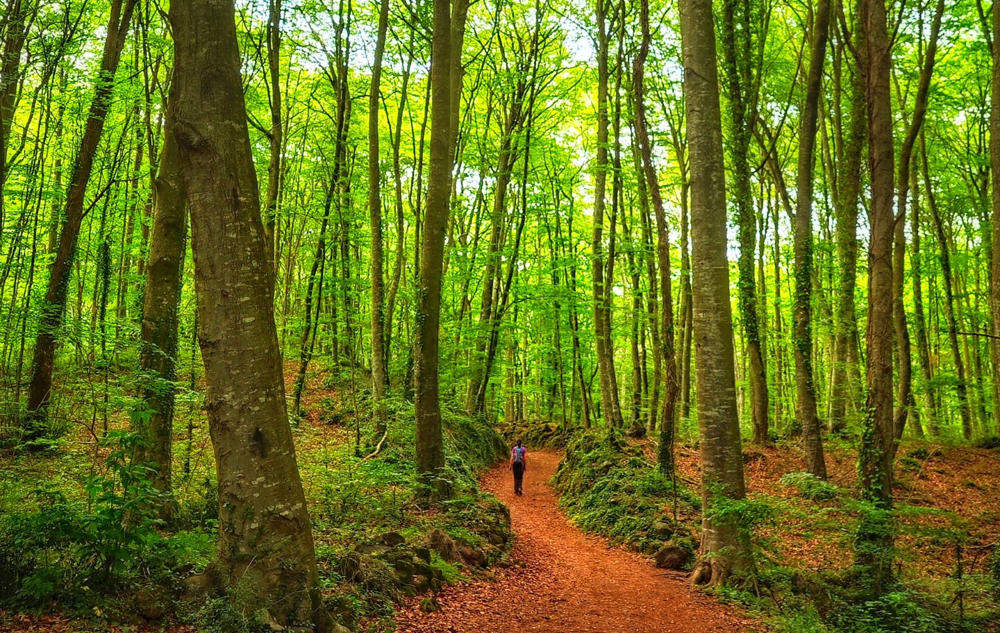 La fageda d’en Jordà a l'estiu, ben verda
