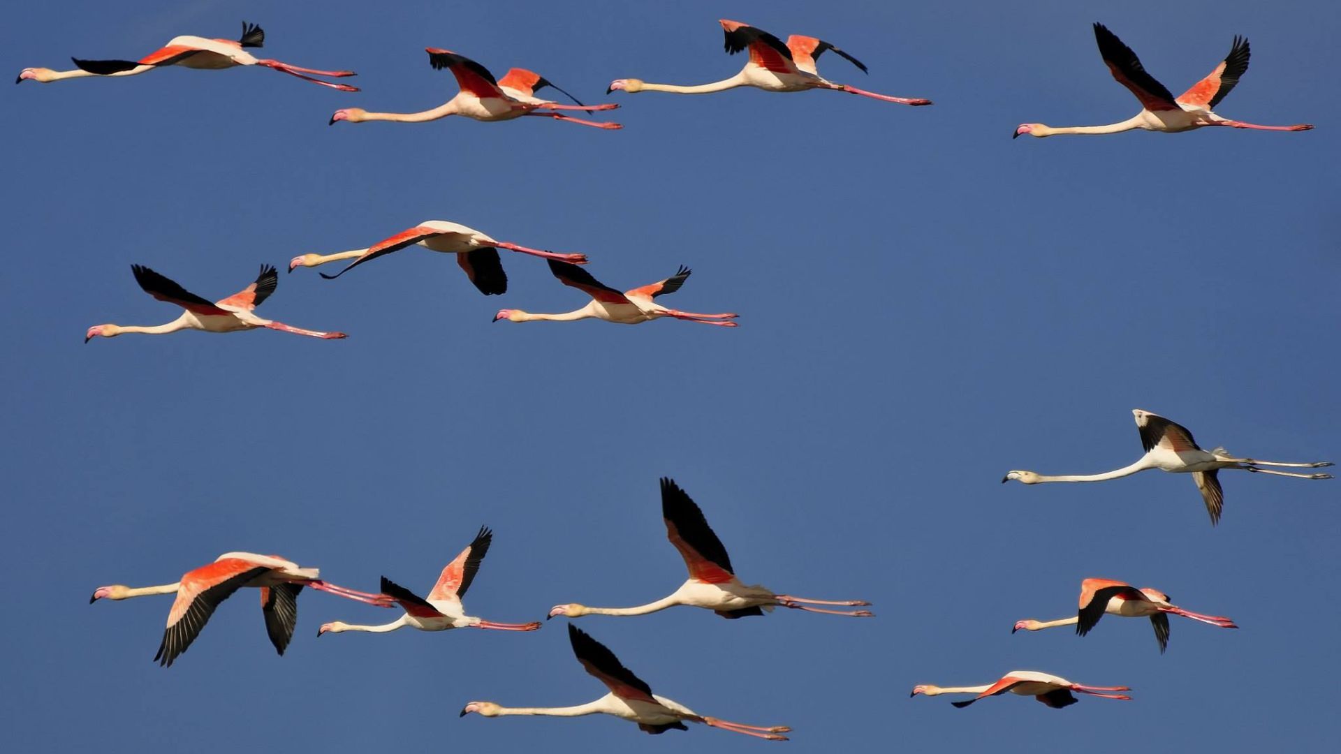 Observació de flamencs al Delta Observació de flamencs al Delta