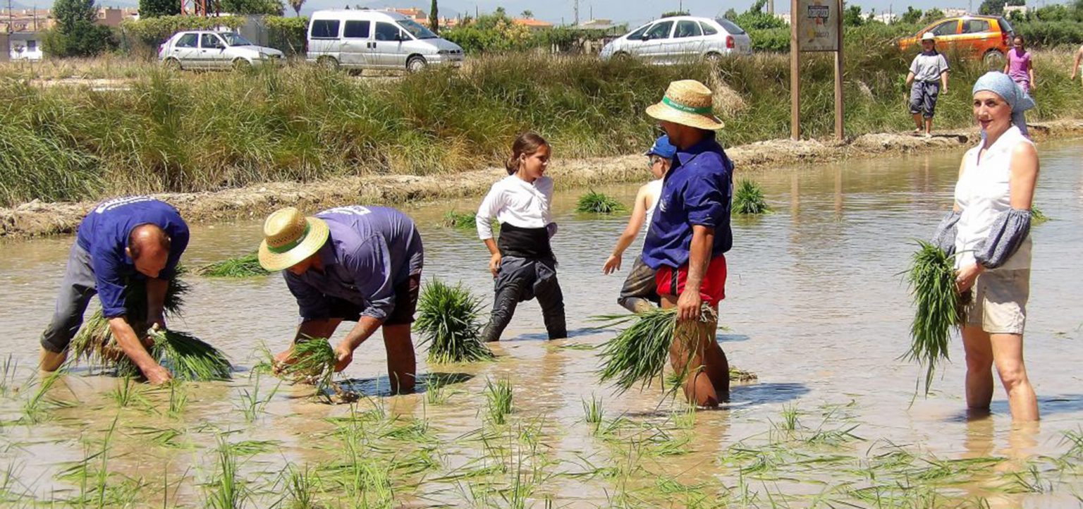 Escenificació de com es feia aquesta tasca agrària al segle XIX Escenificació de com es feia aquesta tasca agrària al segle XIX
