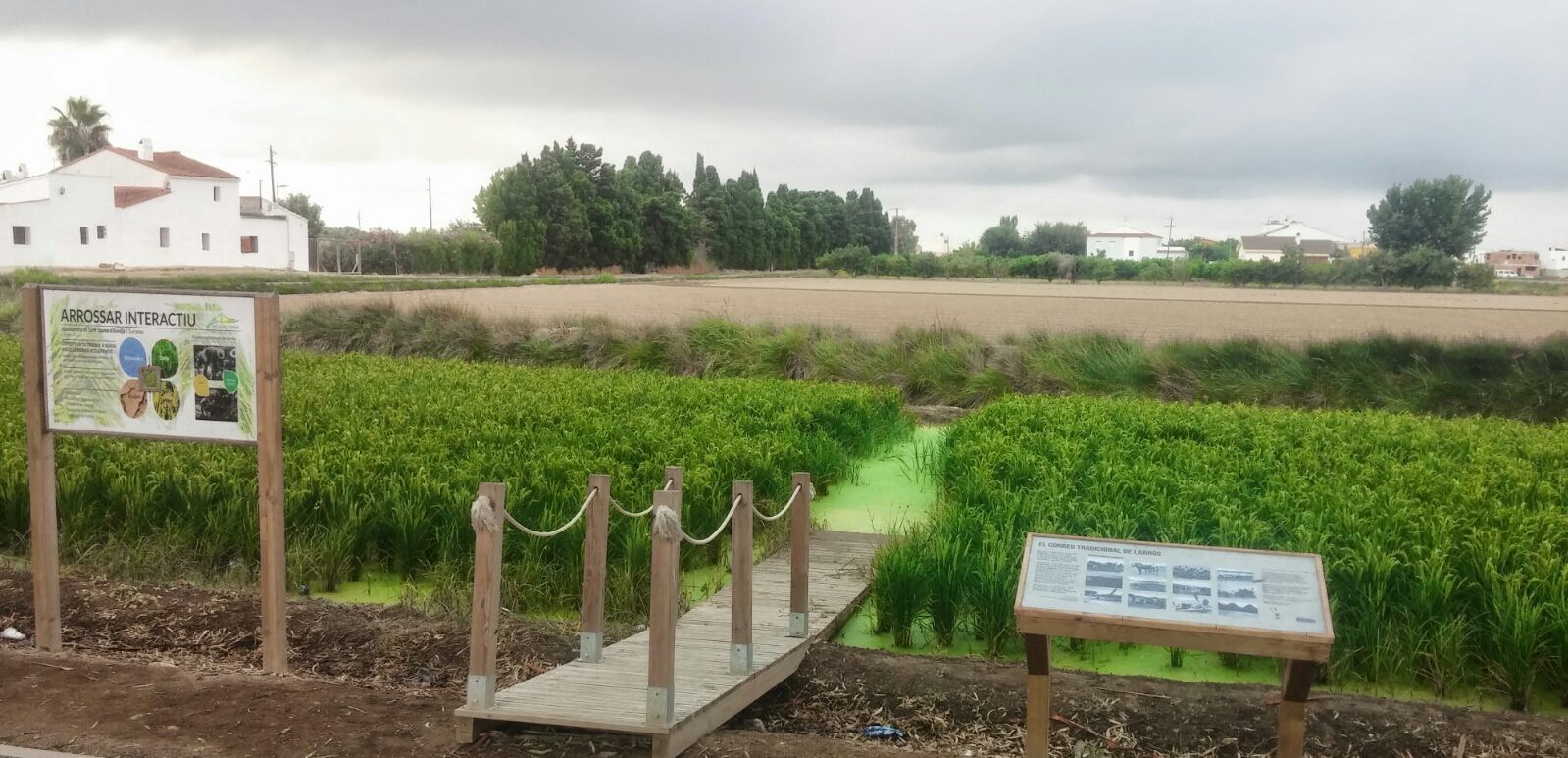 A l'Arrossar Interactiu es pot experimentar la sensació de trepitjar un camp d’arròs A l'Arrossar Interactiu es pot experimentar la sensació de trepitjar un camp d’arròs