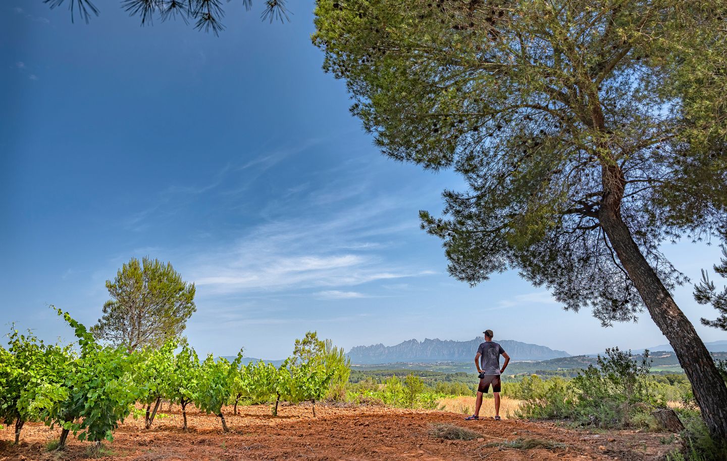 La muntanya de Montserrat és omnipresent a bona part del Penedès, que n’esdevé un excel·lent mirador.