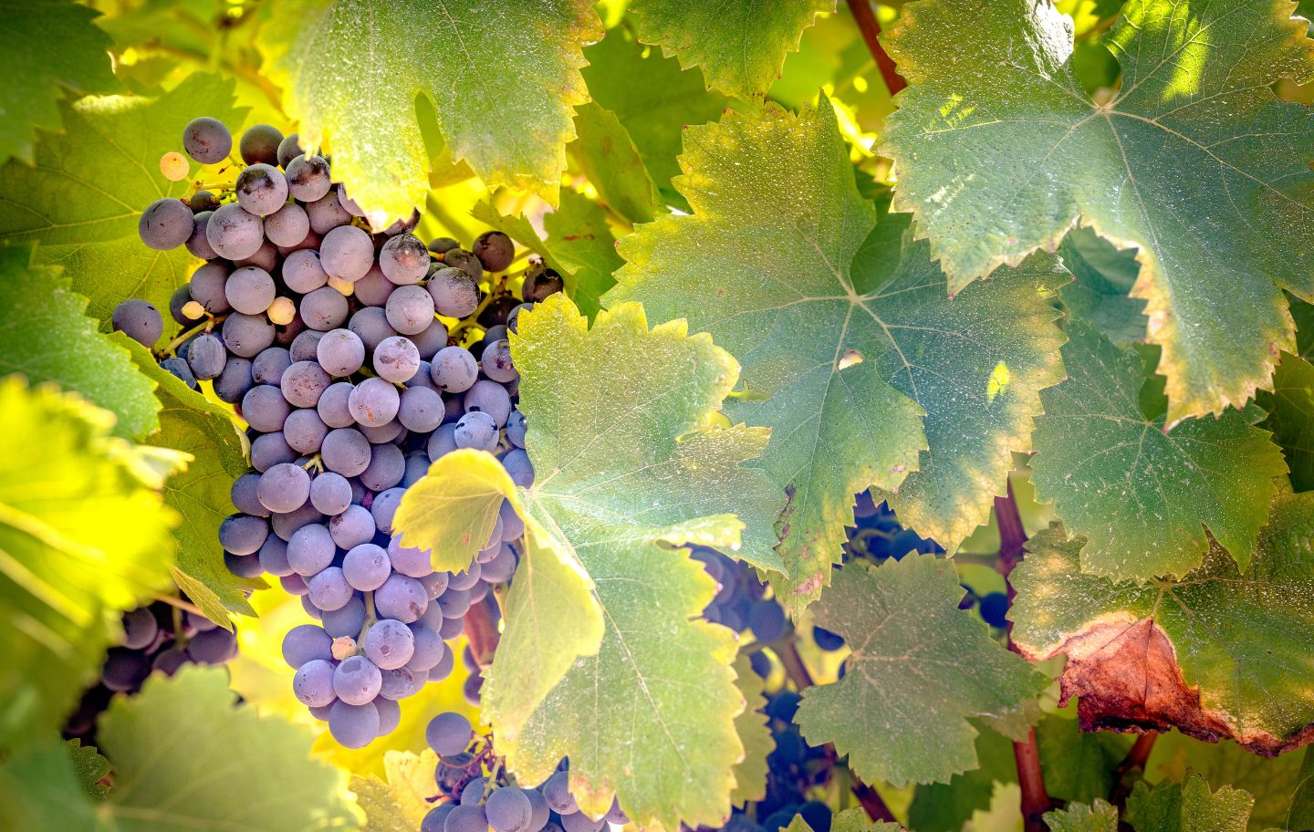 Una vinya del Penedès